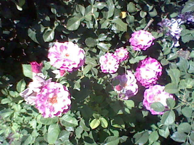 picture of a rose garden, taken with the 3DS